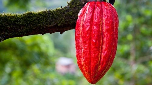 Fíflablöð og birki Anna Rósa grasalæknir